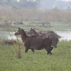 female Nilgai (Boselaphus tragocamelus)