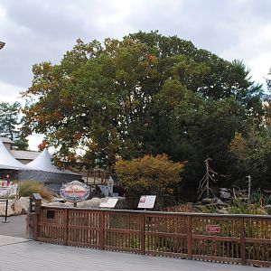 Eagles exhibit (Bald Eagles, Golden Eagles, and lots of wild Black Vultures)