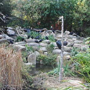 Eagles exhibit (Bald Eagles, Golden Eagles, and lots of wild Black Vultures)
