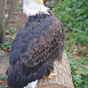 Bald Eagle