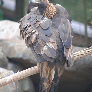 Golden Eagle