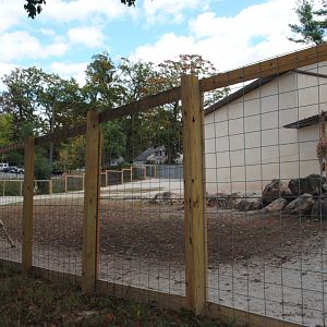 Giraffes and Zebras (Hartmann's) Paddock