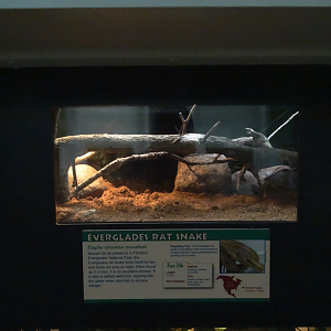 Oct. 2016 - Reptile House - Juvenile Everglades Rat Snake Exhibit
