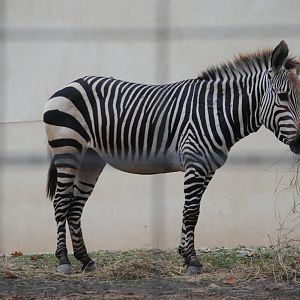 Hartmann's Mountain Zebra