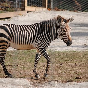Hartmann's Mountain Zebra