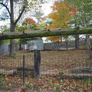 Timber Wolf's Exhibit