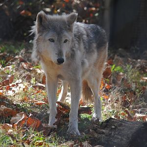 Timber Wolf