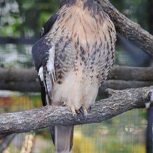Red-tailed Hawk
