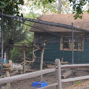 Red-tailed Hawk/Turkey Vulture Exhibit