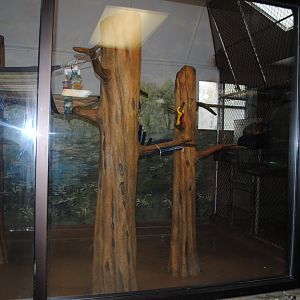 Black Howlers/White-faced Saki exhibit (The Bayou Pavilion)