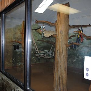 Black Howlers/White-faced Saki exhibit (The Bayou Pavilion)