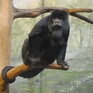 Black Howler