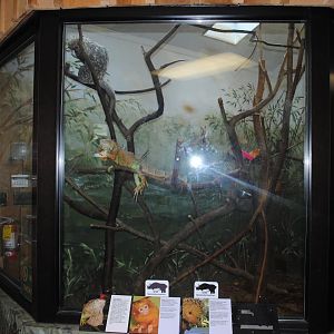 Tree Porcupine/Golden Lion Tamarins/Iguana Exhibit (The Bayou Pavilion)