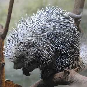 Prehensile-tailed Porcupine