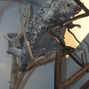 Prehensile-tailed Porcupine