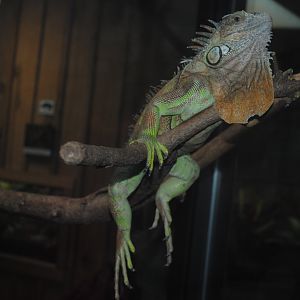 Green Iguana