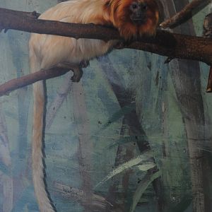 Golden Lion Tamarin