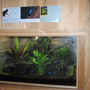 Posion Dart Frogs Terrarium (The Bayou Pavilion) - 3 species