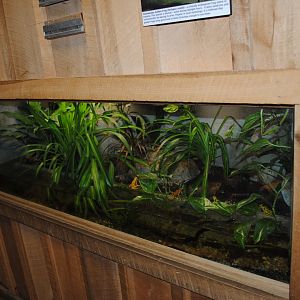 Panamanian Gold Frogs/Green-and-black Poison Dart Frogs Terrarium (The Bayou Pavilion)