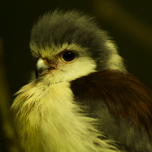 Oct. 2016 - Wings of the World - African Pygmy Falcon (Newly Displayed Species)