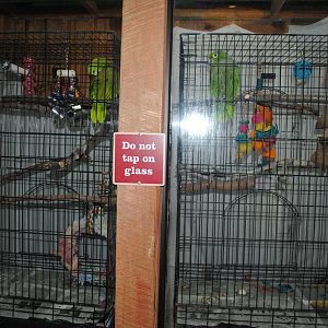 Amazon Parrots Holding (The Bayou Pavilion)