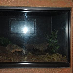 Puerto Rican Crested Toad's Terrarium (The Bayou Pavilion)