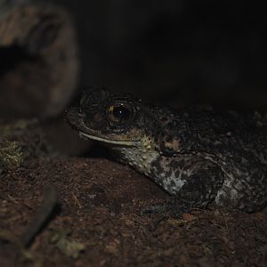 Puerto Rican Crested Toad