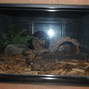 Eastern Box Turtle's Terrarium (The Bayou Pavilion)