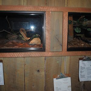 The Bayou Pailion - Terrariums for Western Hognose Snake and Black Rat Snake (left to right)