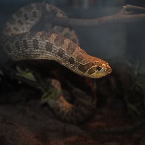 Western Hognosed Snake