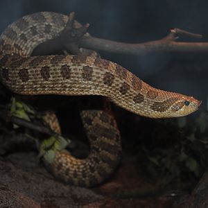 Western Hognosed Snake