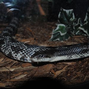Black Rat Snake