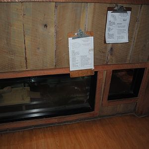 The Bayou Pavilion - Terrariums for Diamondback Terrapin and Stinkpot Turtle (left to right)