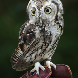 Oct. 2016 - Eastern Screech Owl (Van Gogh)