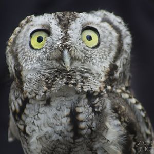 Oct. 2016 - Eastern Screech Owl (Van Gogh)