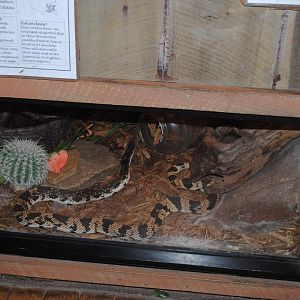 Northern Pine Snake's Terrarium (The Bayou Pavilion)
