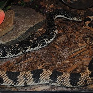 Northern Pine Snake