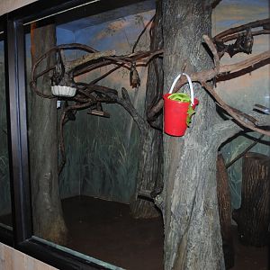 African Straw-colored Bats Exhibit (The Bayou Pavilion)