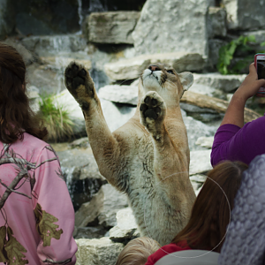 Oct. 2016 - Cat Canyon - Cougar Training Session (Tecumseh)