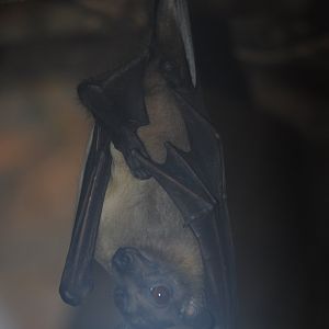 African Straw-colored Fruit Bat