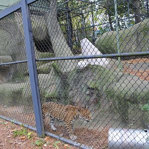Jaguar's Exhibit