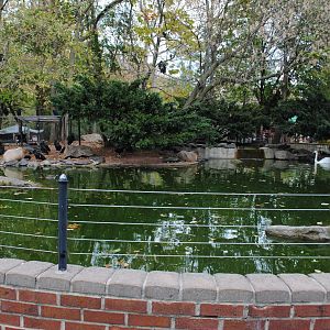 Capybaras/Mute Swan/Muscovy Duck Exhibit