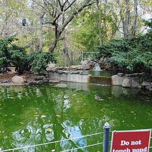 Capybaras/Mute Swan/Muscovy Duck Exhibit