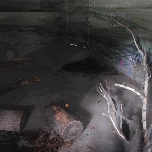 Capybaras' Indoor Holding