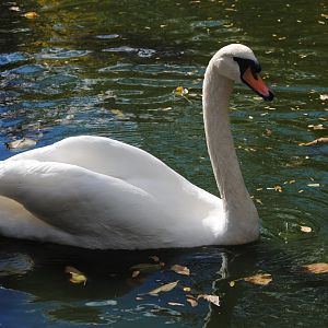 Mute Swan