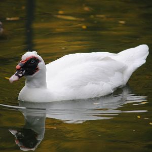 Domestic Muscovy Duck