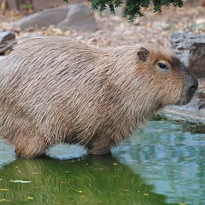 Capybara