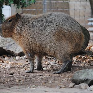 Capybara