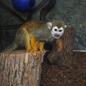 Common Squirrel-Monkey