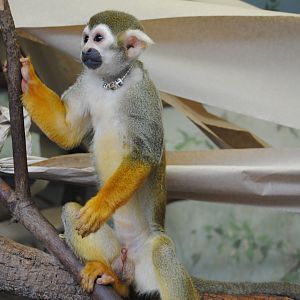 Common Squirrel-Monkey